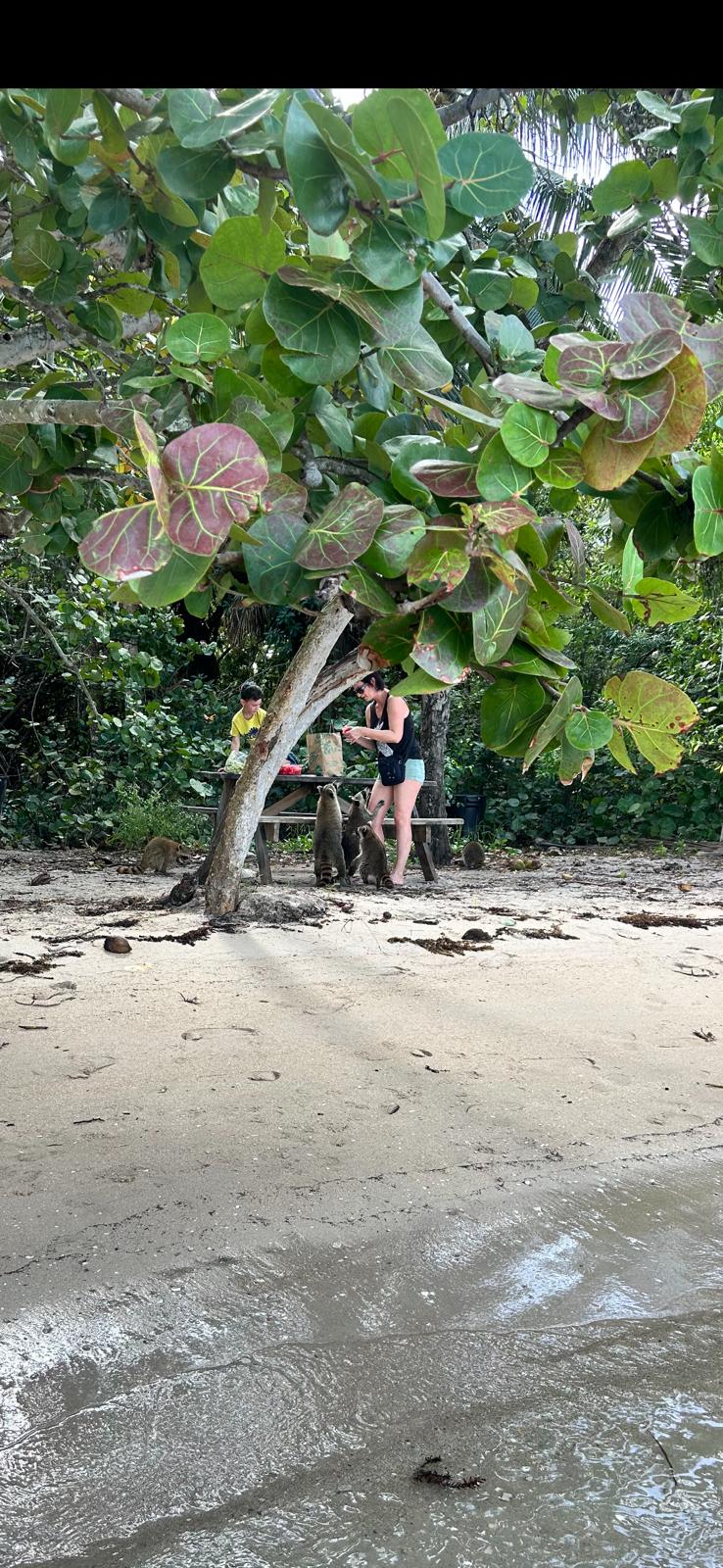 Tour por la isla Raccoon