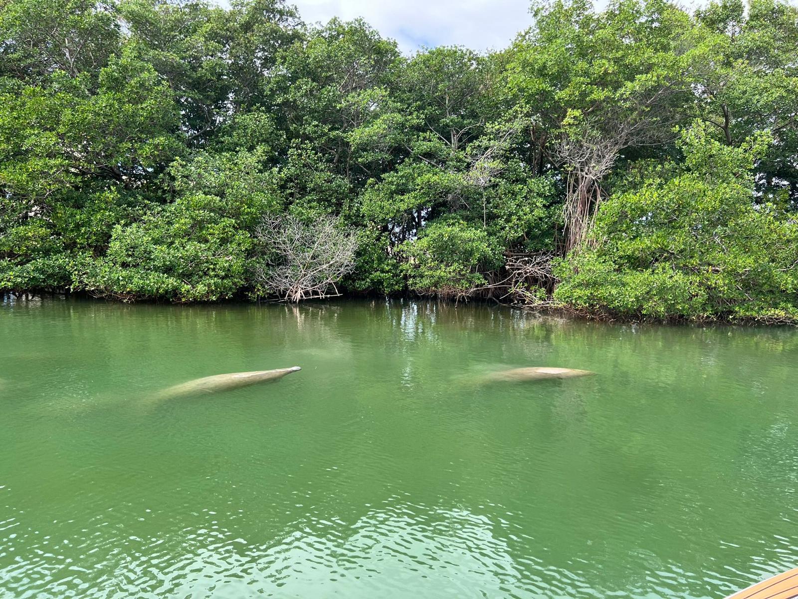 Recorrido en barco ecológico por Miami
