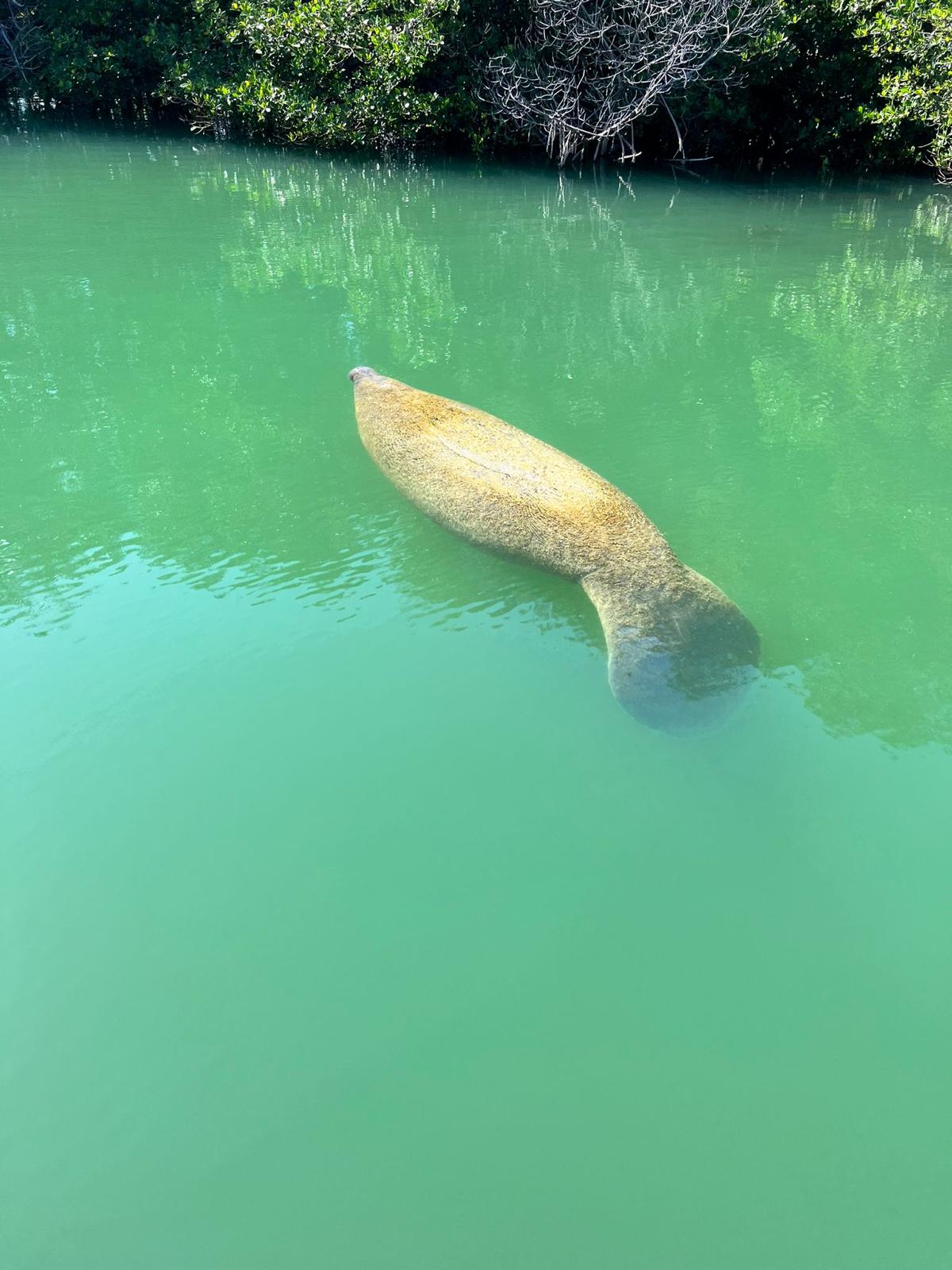 Recorrido en barco ecológico por Miami