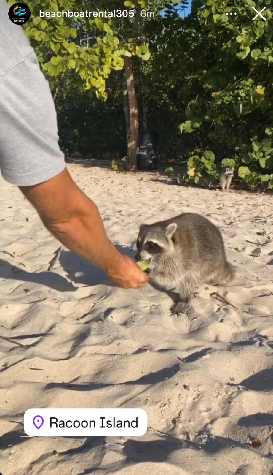 Tour por la isla Raccoon