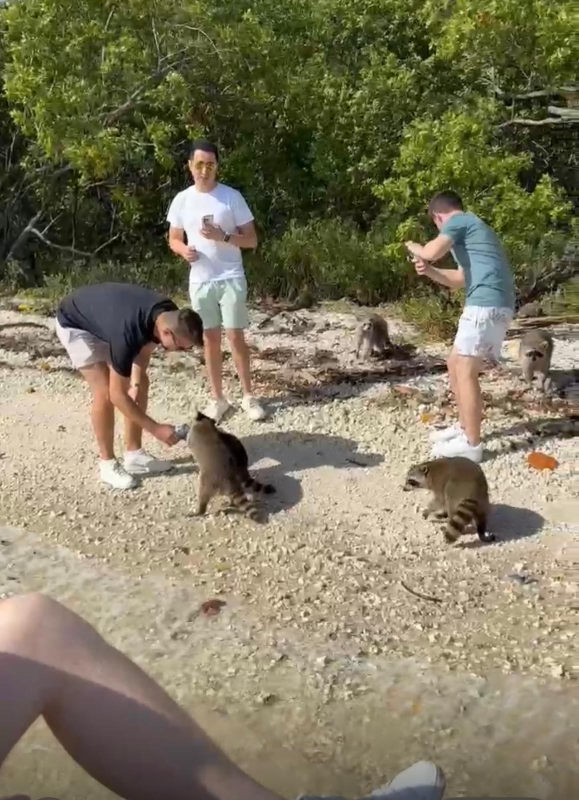Tour por la isla Raccoon