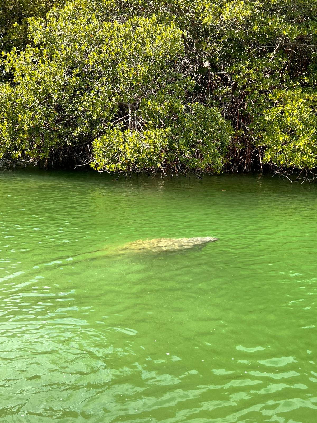 Recorrido en barco ecológico por Miami